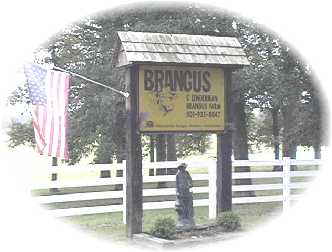 Brangus Bull
